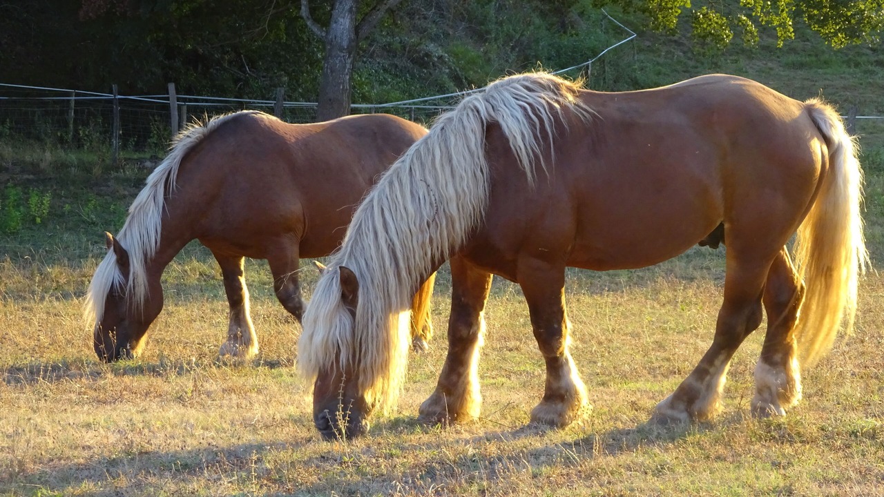 Photo of Others in Andouque