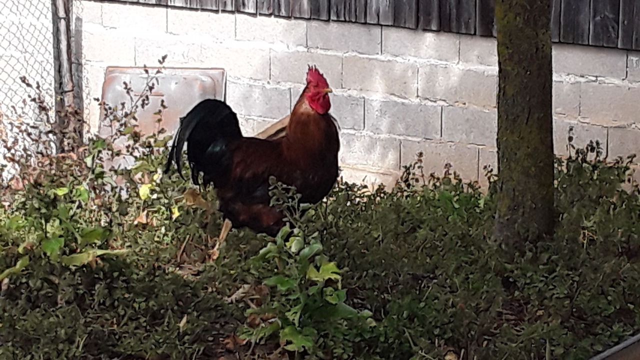 Photo of Outdoor in Uhlwiller