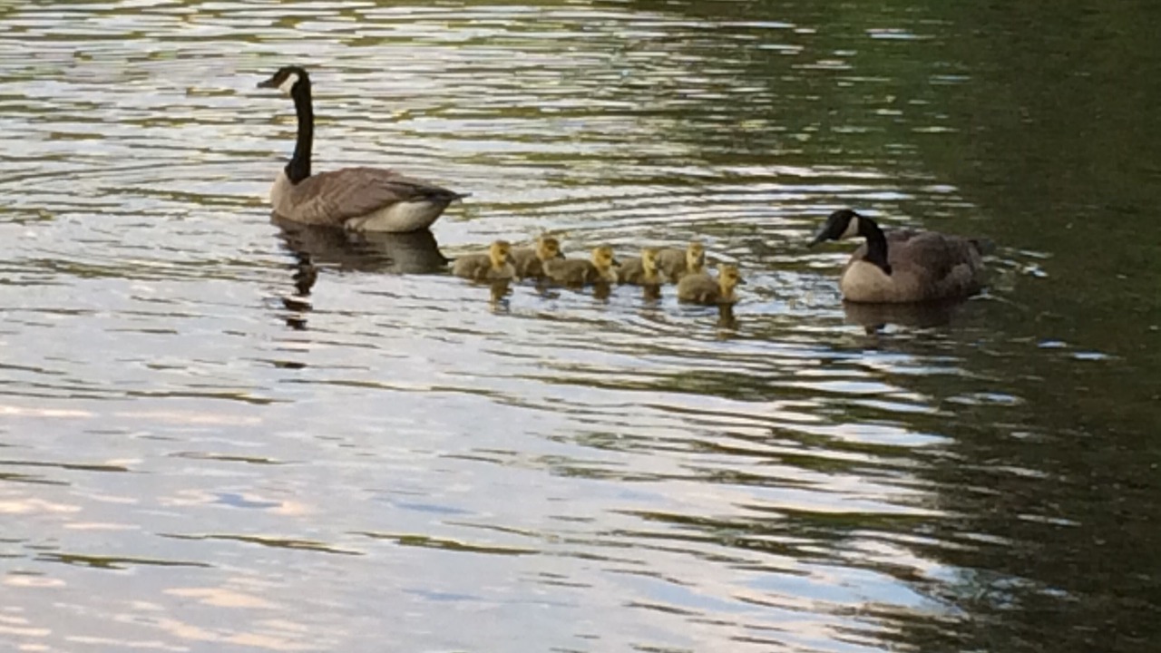 Photo of Others in Ludlow