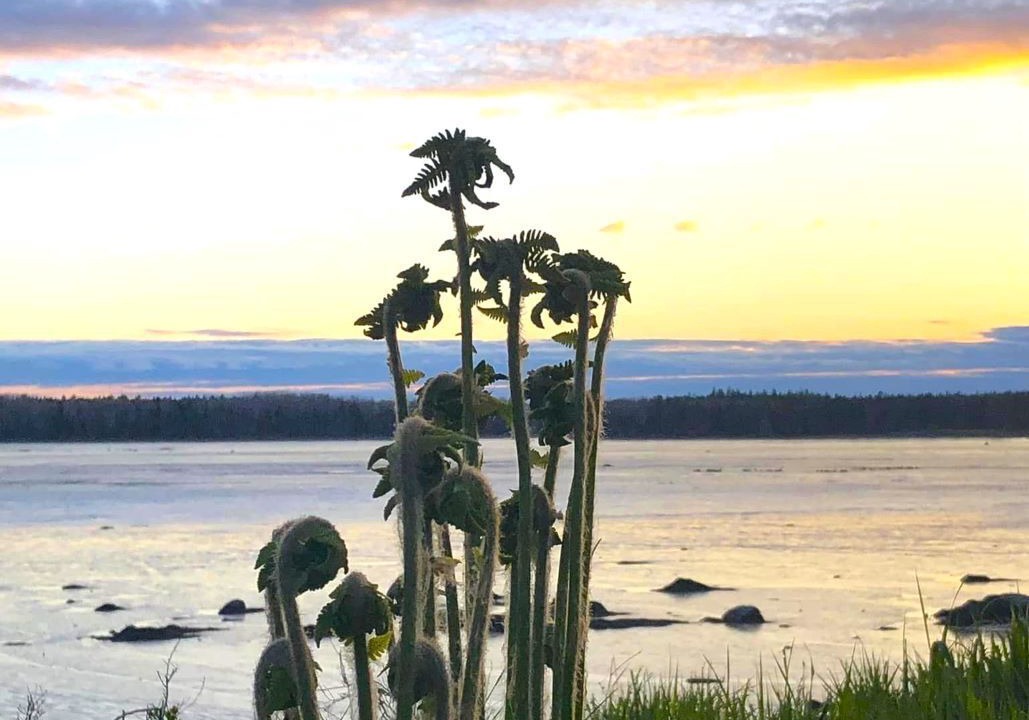 Photo of Others in Milbridge