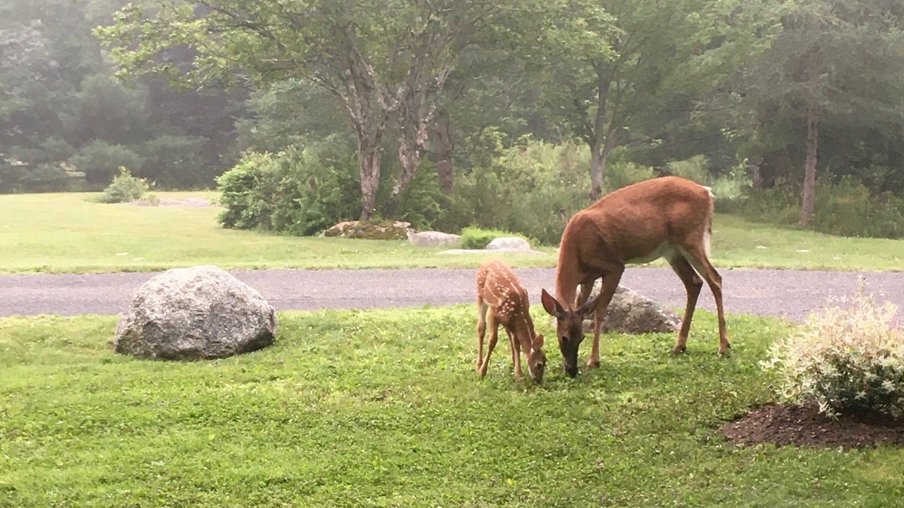 Photo of Others in Somesville