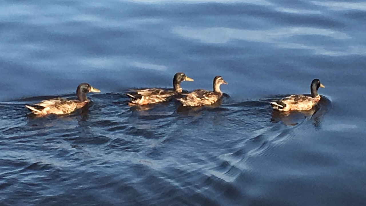 Photo of Others in Washington