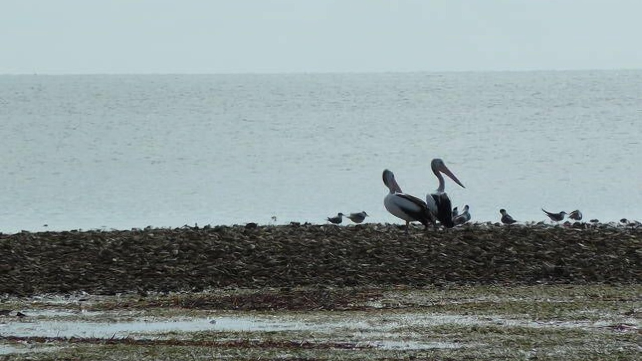 Photo of Others in Muloowurtie