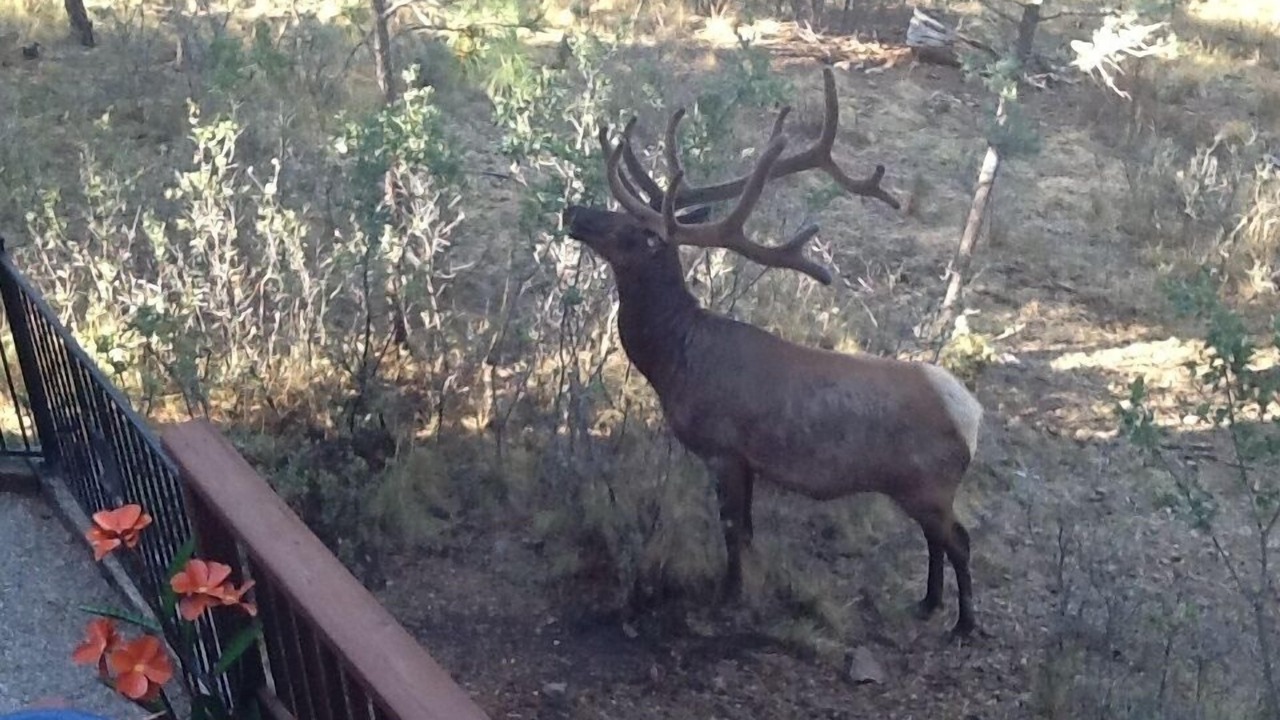 Photo of Others in Ruidoso