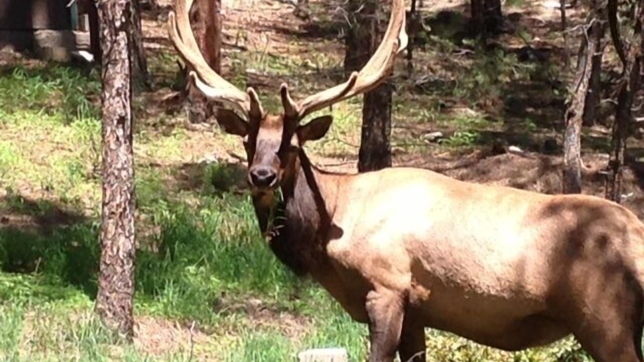 Photo of Others in Ruidoso