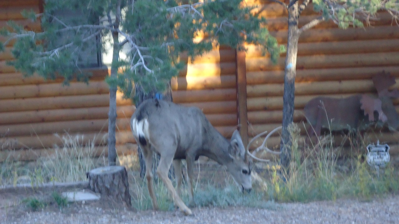 Photo of Others in Ruidoso
