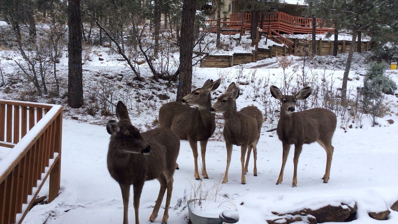 Photo of Others in Ruidoso