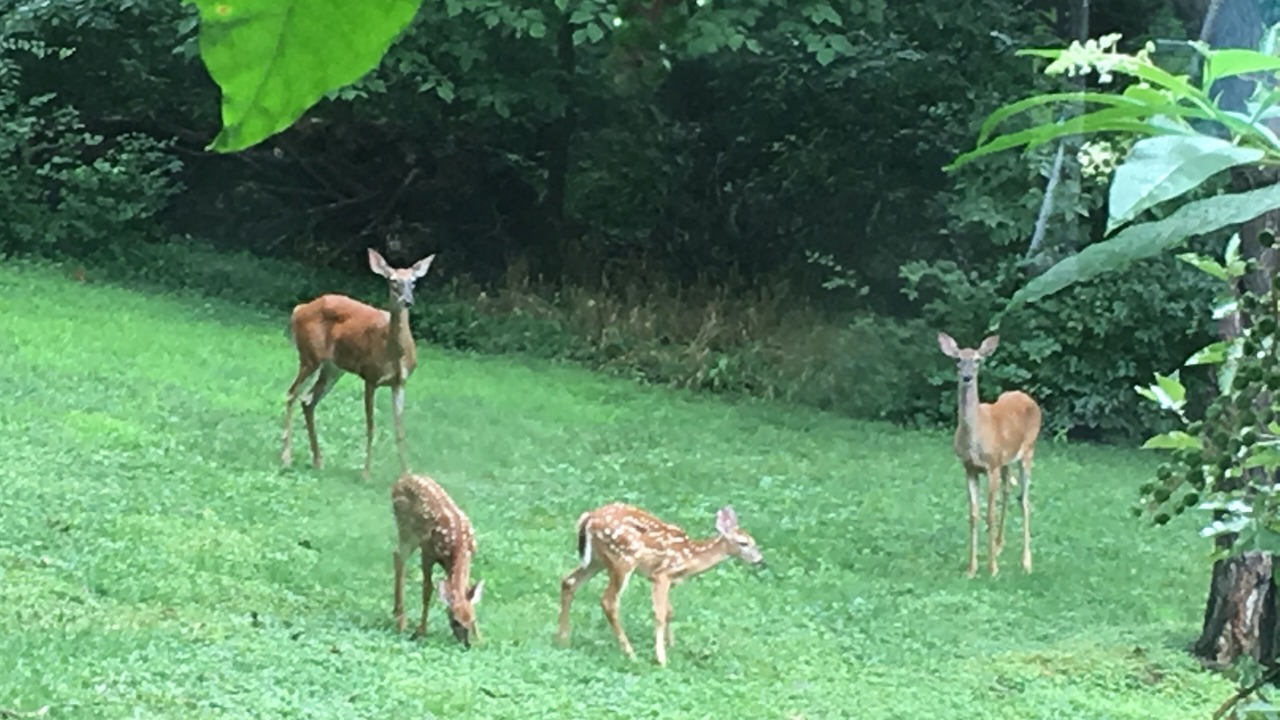 Photo of Outdoor in Ballwin