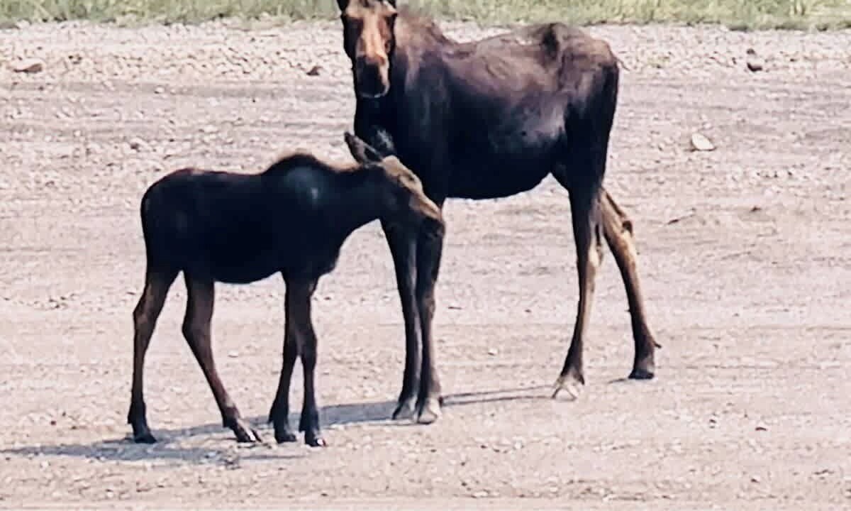 Photo of Others in Island Park