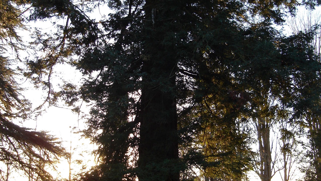 Photo of Others in Lannes