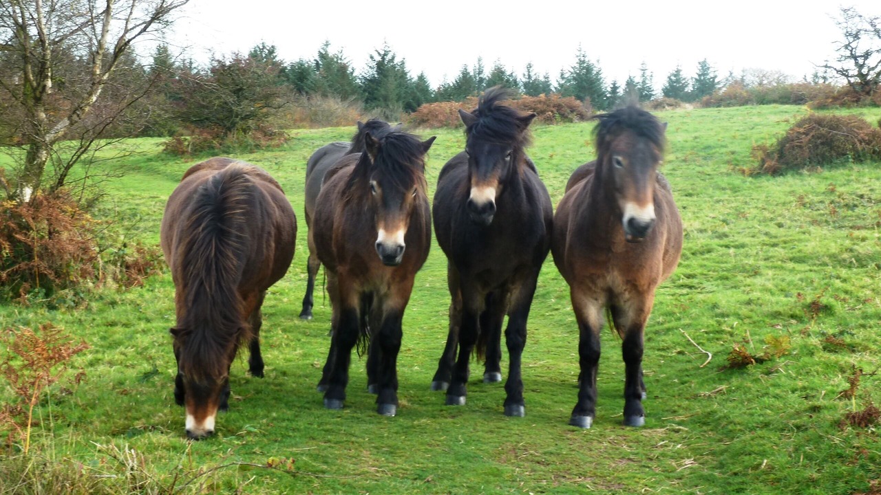 Photo of Others in Bishops Lydeard