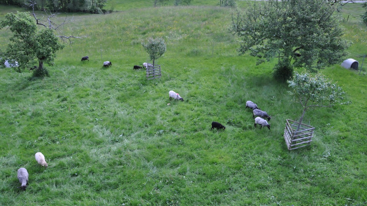 Photo of Outdoor in Baretswil