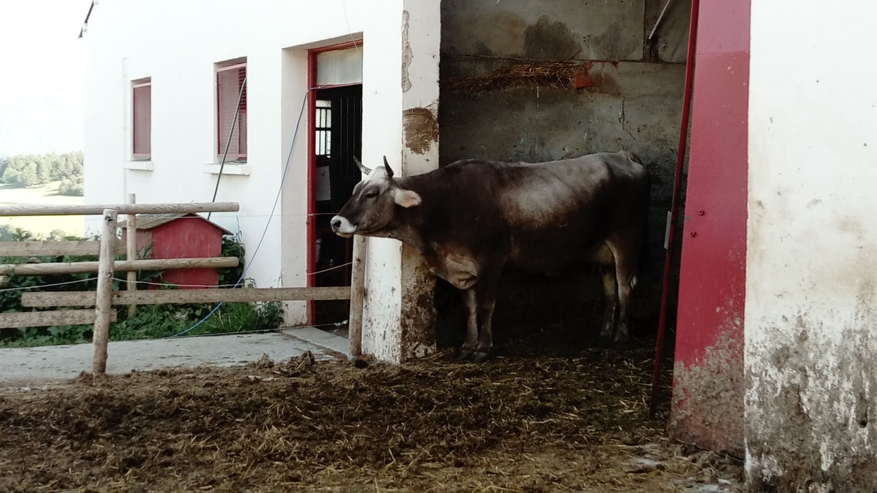 Photo of Outdoor in La Llagonne