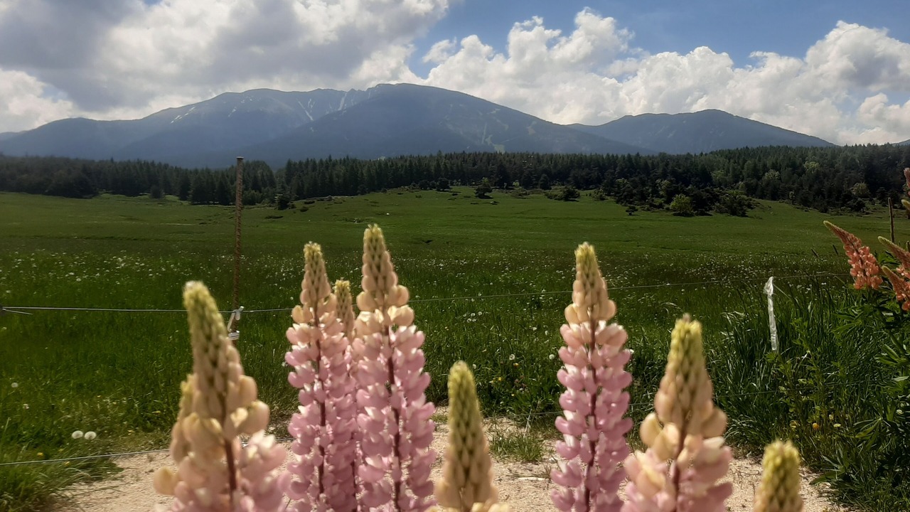 Photo of Outdoor in La Llagonne