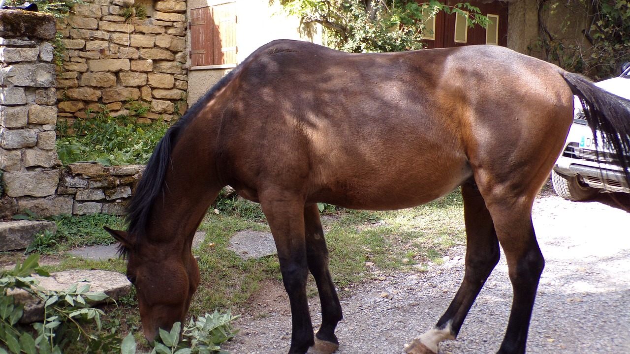 Photo of Outdoor in Marvejols