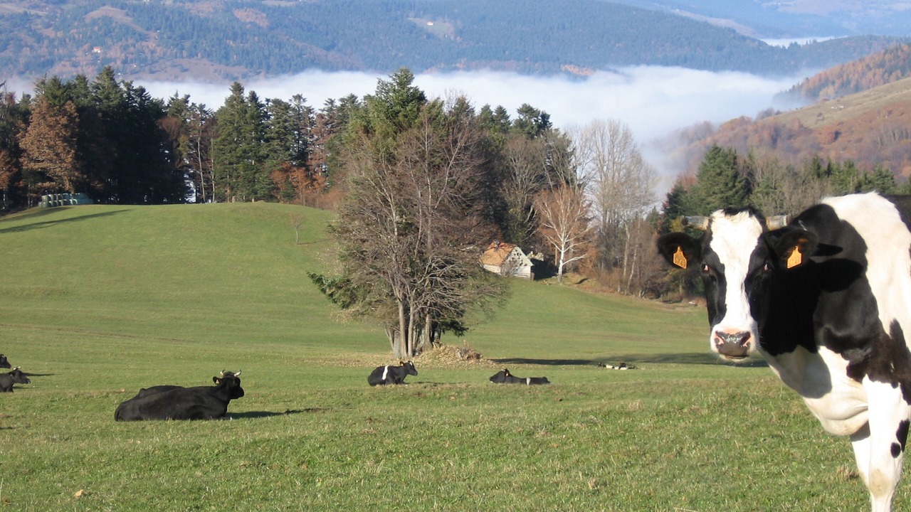 Photo of Others in Metzeral