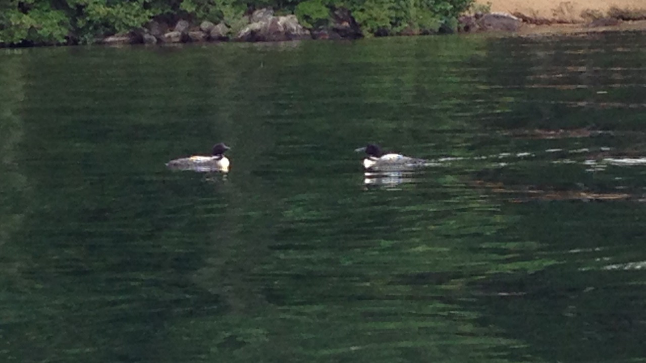 Photo of Others in Moultonborough
