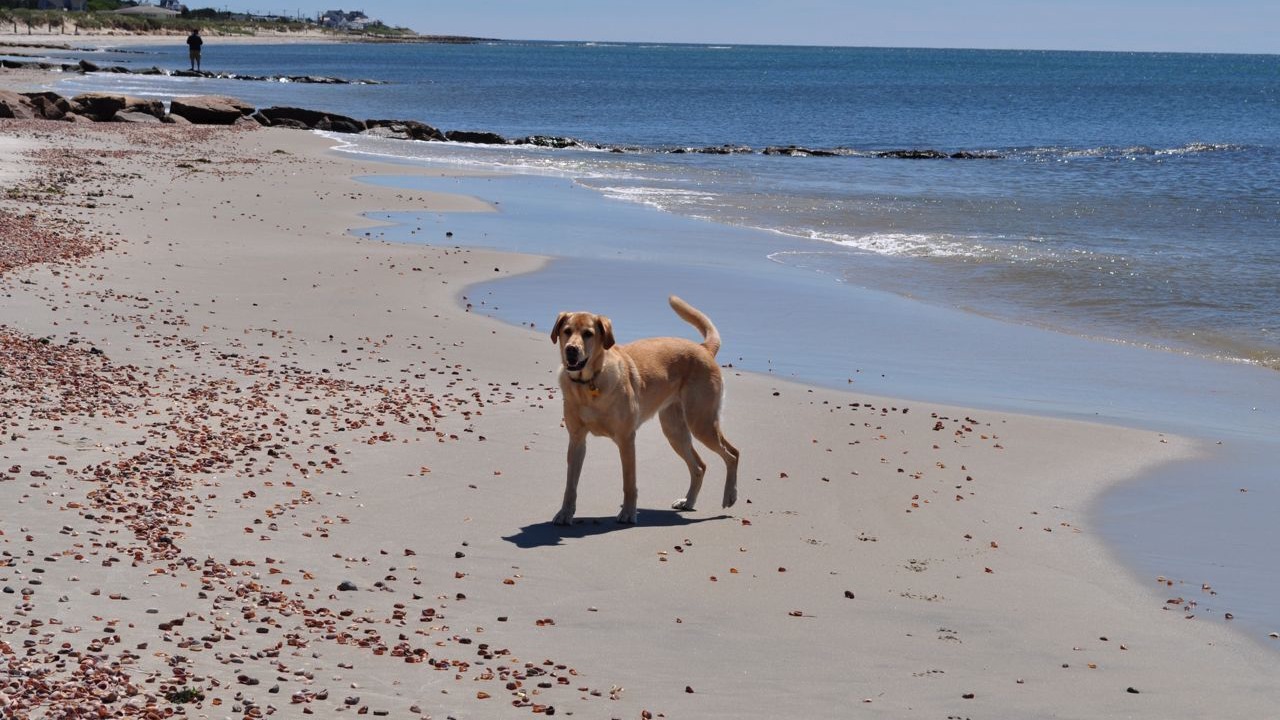 Photo of Others in West Dennis