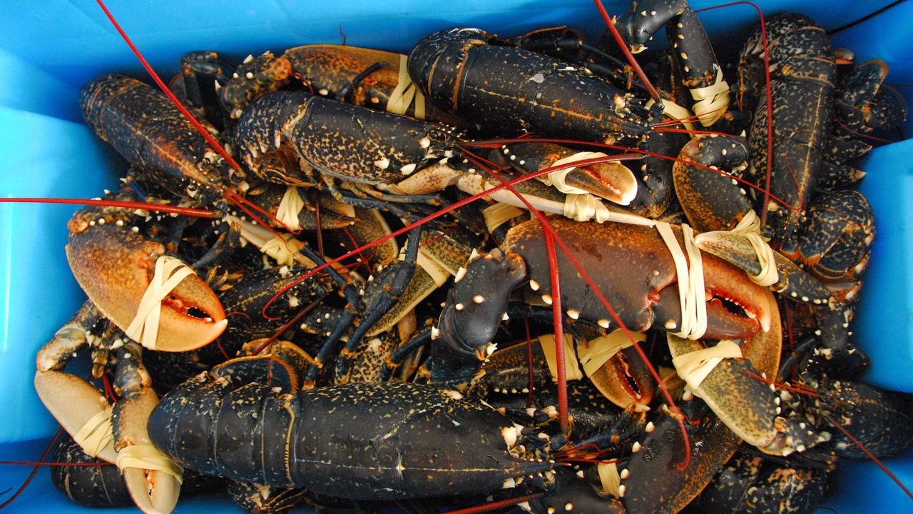 Photo of Others in Trevignon