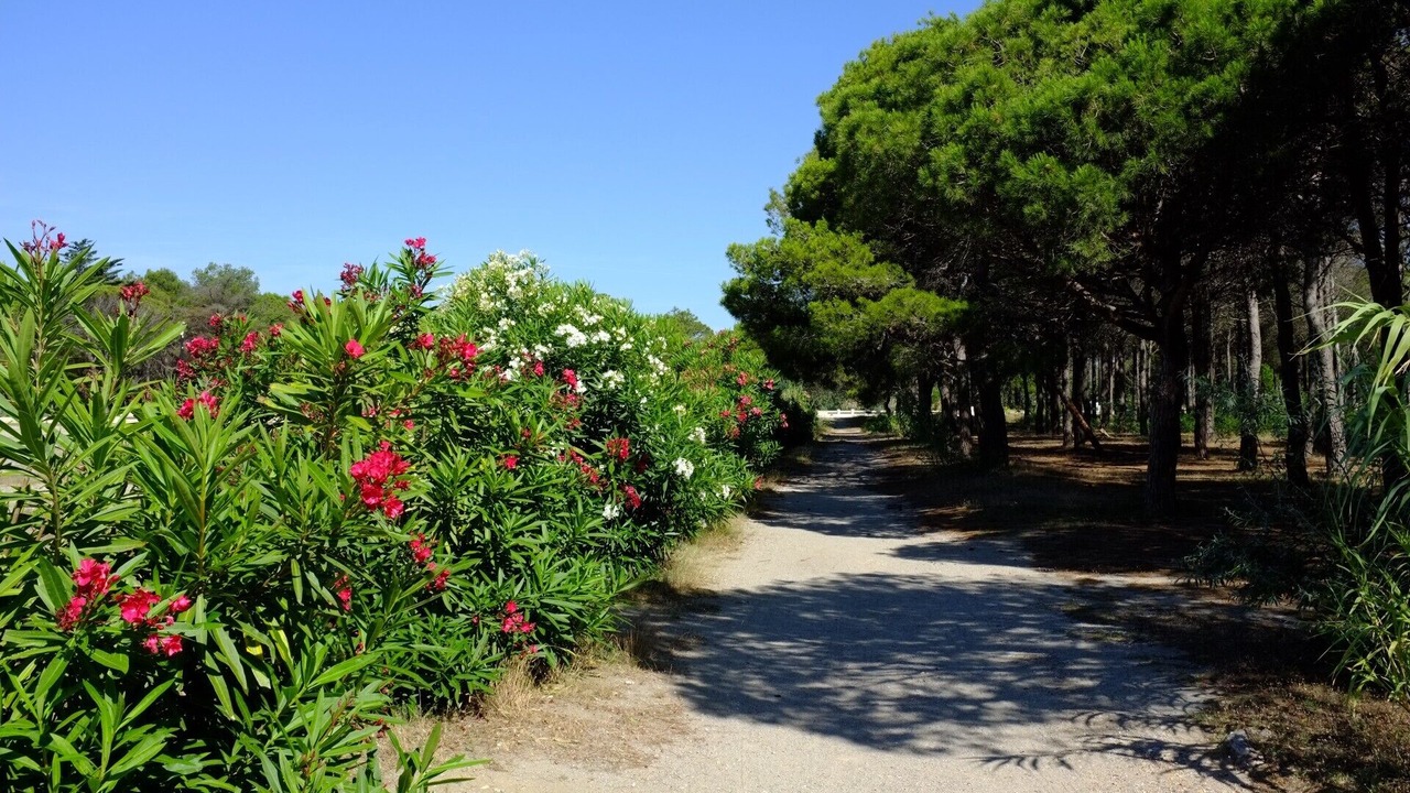 Photo of Outdoor in Le Barcares