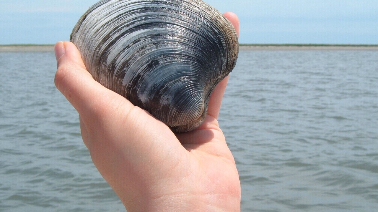 Photo of Others in Silver Beach