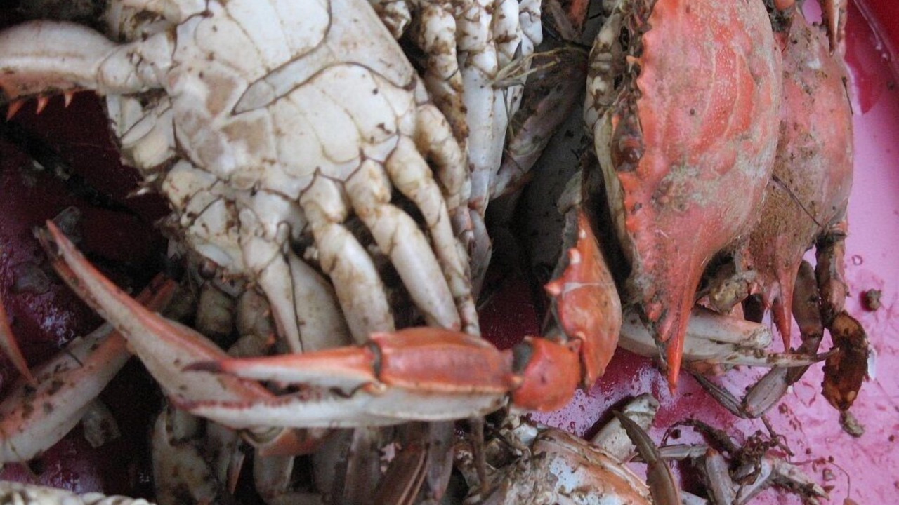 Photo of Others in Silver Beach