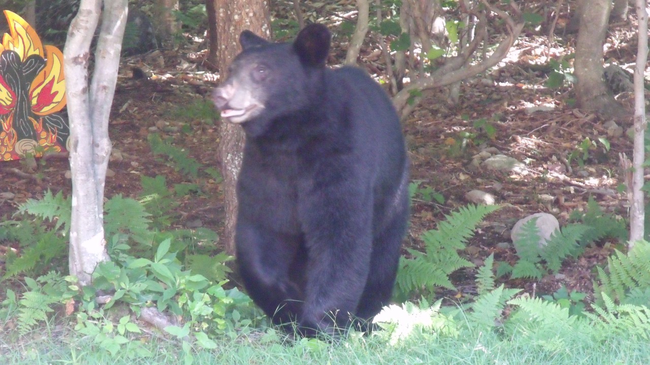 Photo of Others in Morris Run