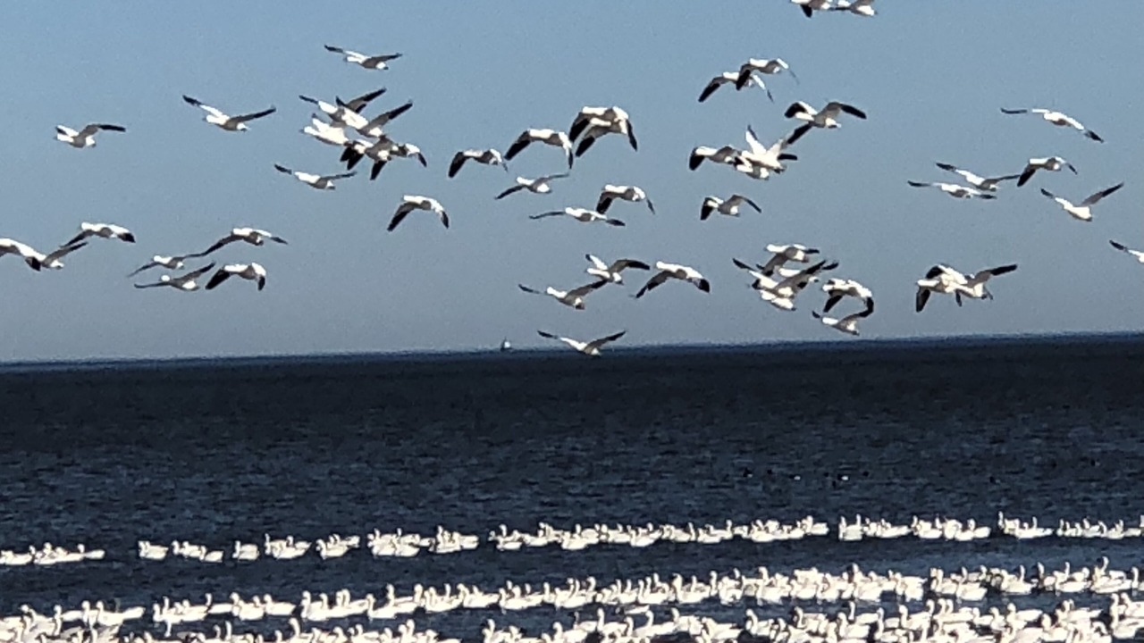 Photo of Outdoor in Broadkill Beach