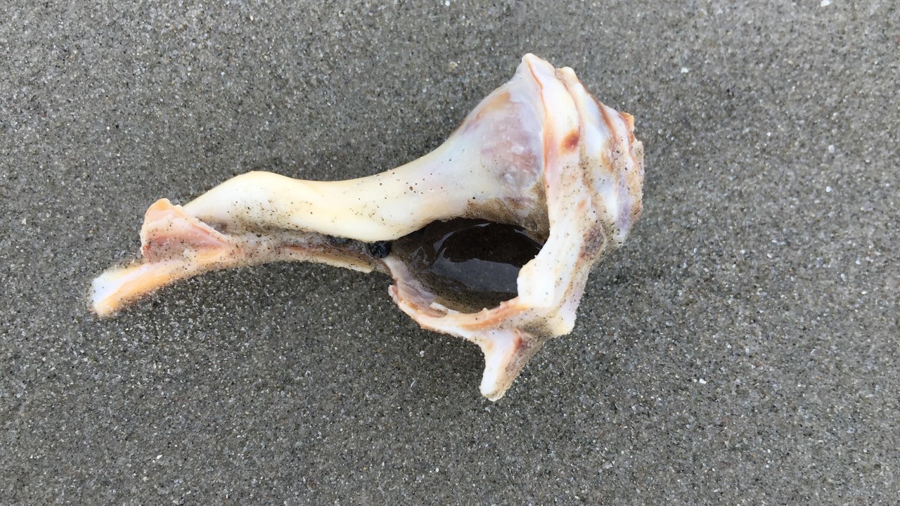 Photo of Others in Broadkill Beach