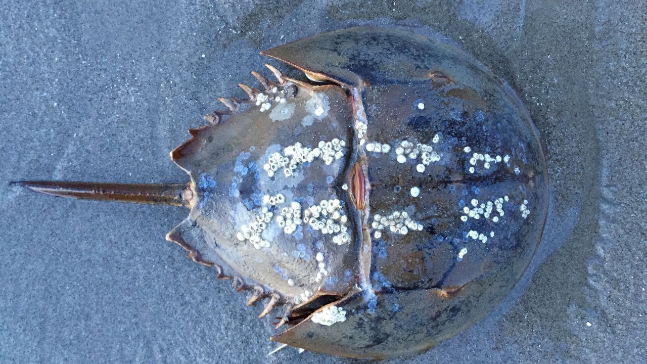 Photo of Others in Broadkill Beach