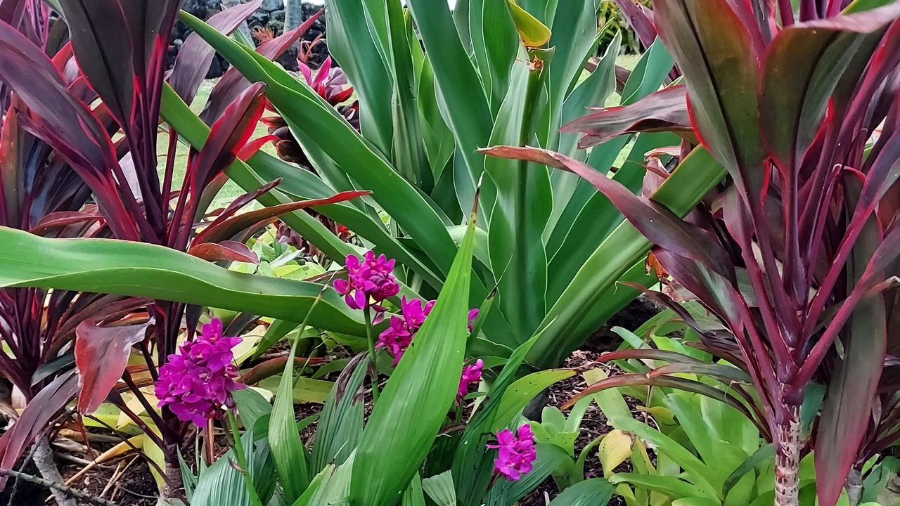 Photo of Outdoor in Wailua