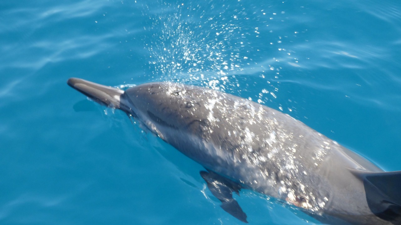 Photo of Outdoor in Wailua