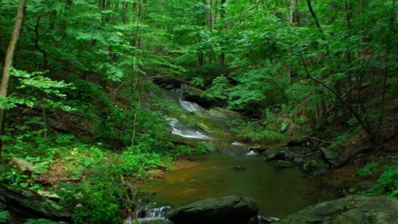 Photo of Others in Chestnut Springs