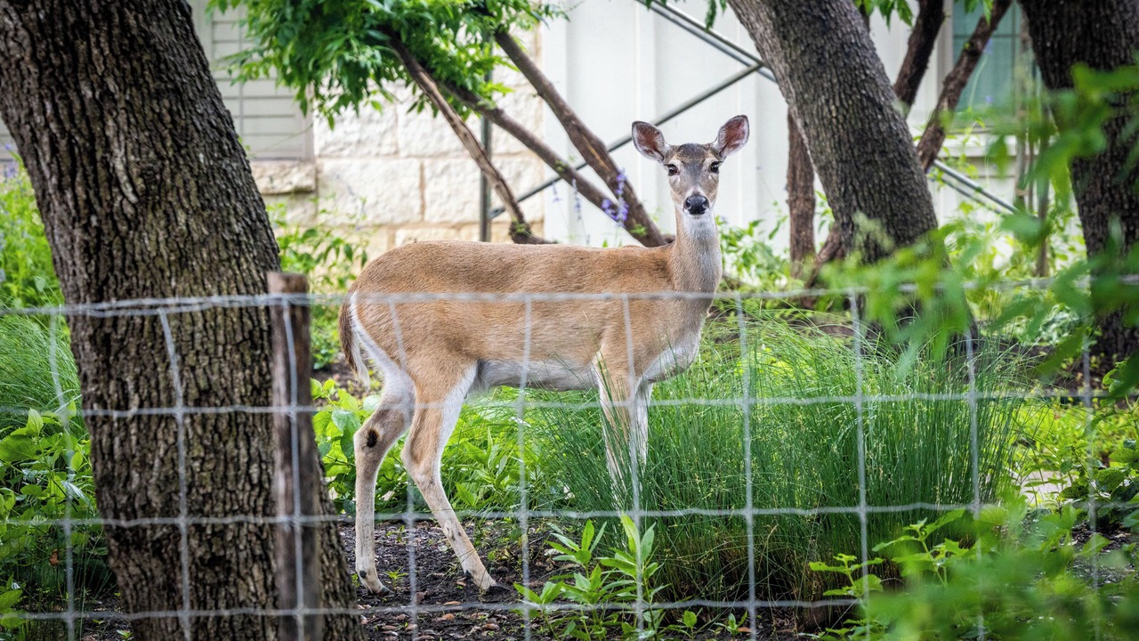 Photo of Others in New Braunfels