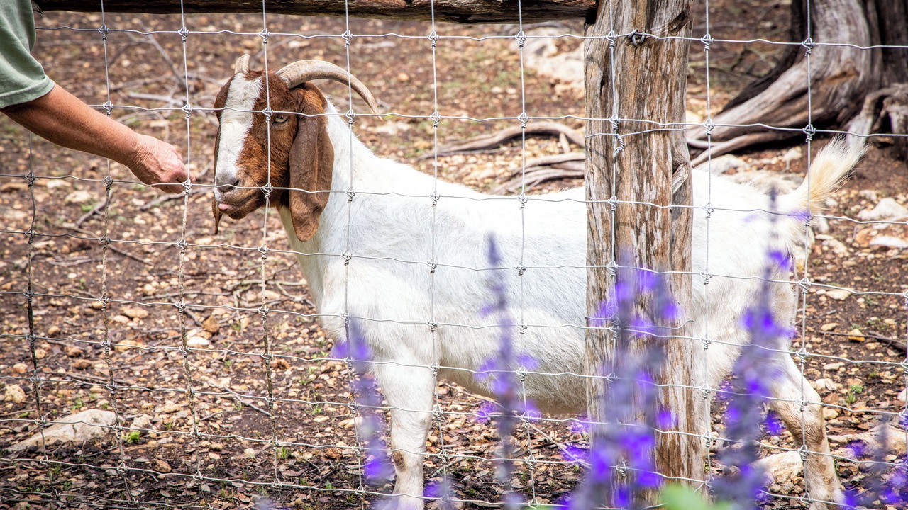 Photo of Others in New Braunfels