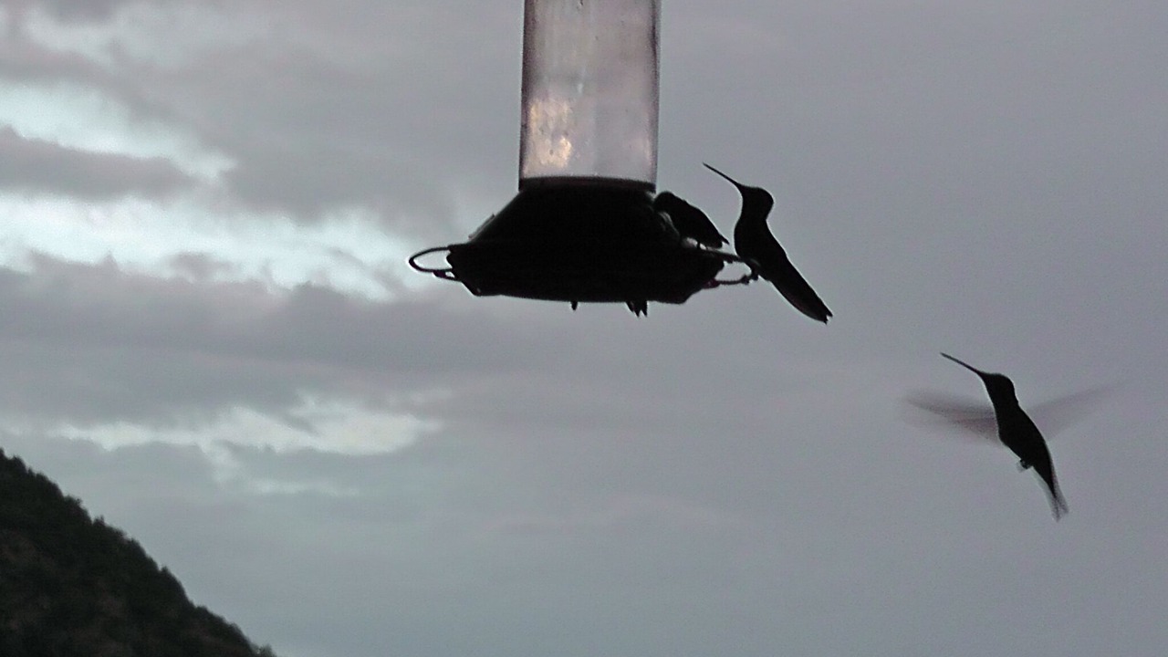 Photo of Others in Sonoita