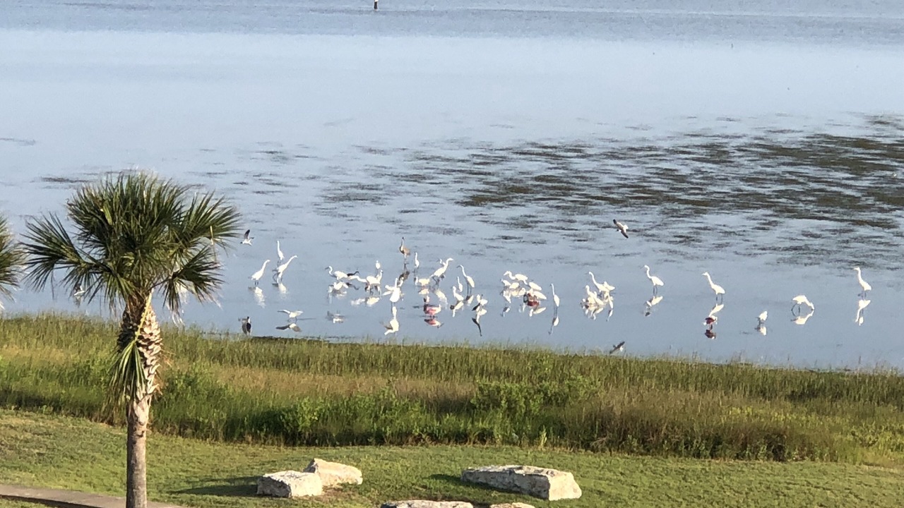 Photo of Others in Galveston