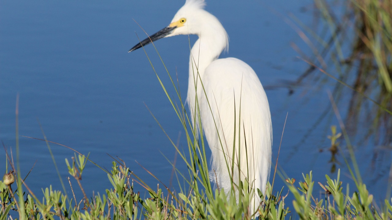 Photo of Others in Galveston