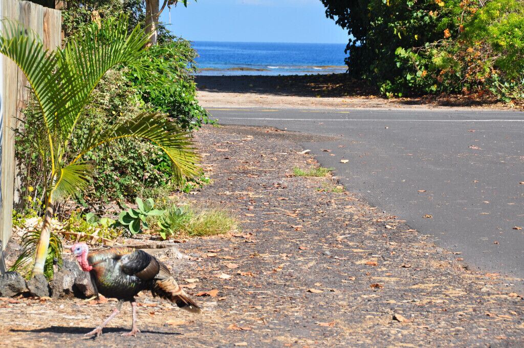 Photo of Others in Kamuela