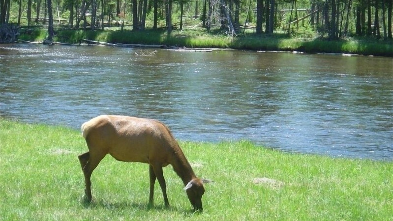 Photo of Others in West Yellowstone