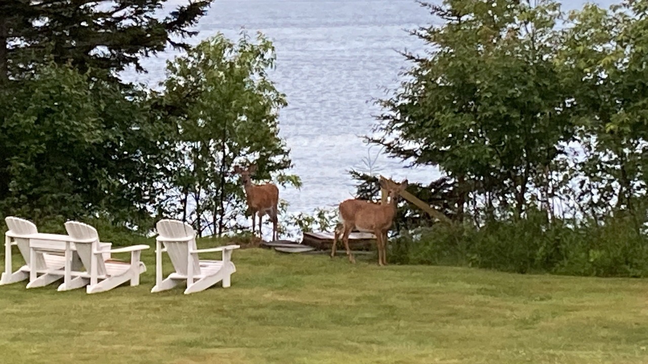 Photo of Others in Milbridge