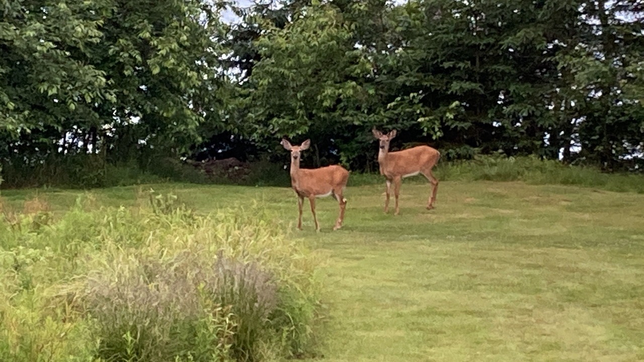 Photo of Others in Milbridge