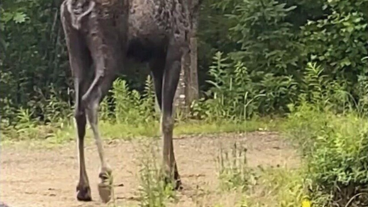 Photo of Others in Milbridge