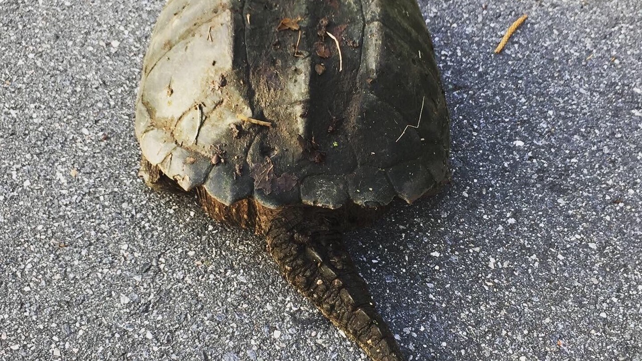 Photo of Others in Crystal River