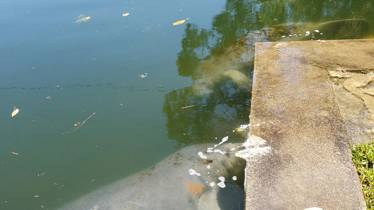 Photo of Others in Crystal River