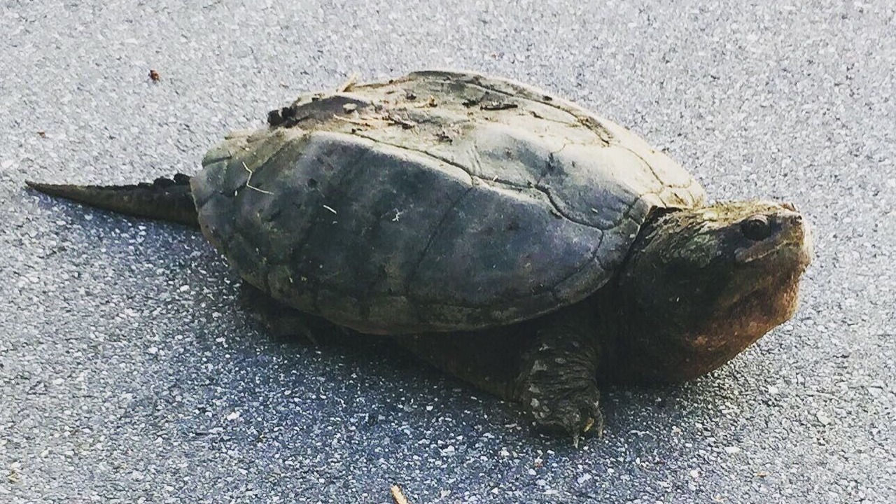 Photo of Others in Crystal River