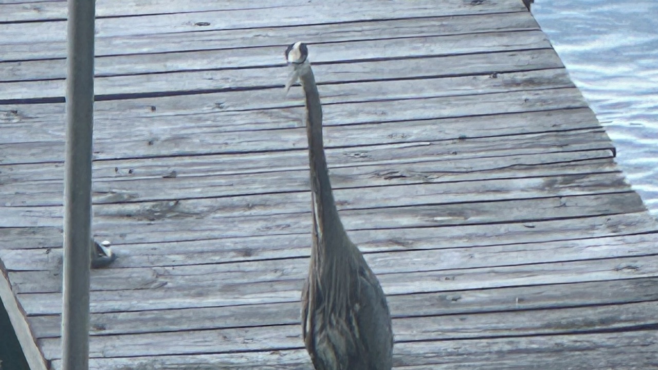Photo of Others in Silver Bay