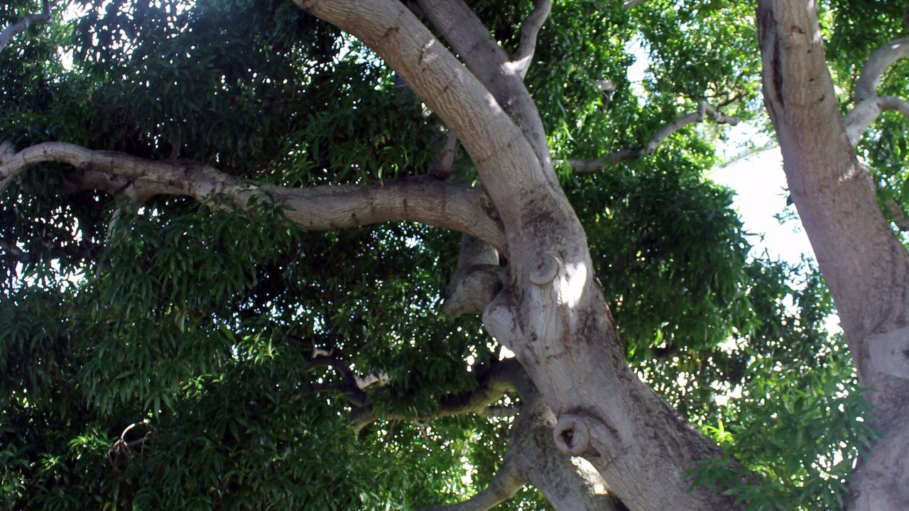 Photo of Others in Kuliouou - Kalani Iki