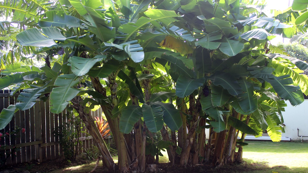 Photo of Others in Kuliouou - Kalani Iki