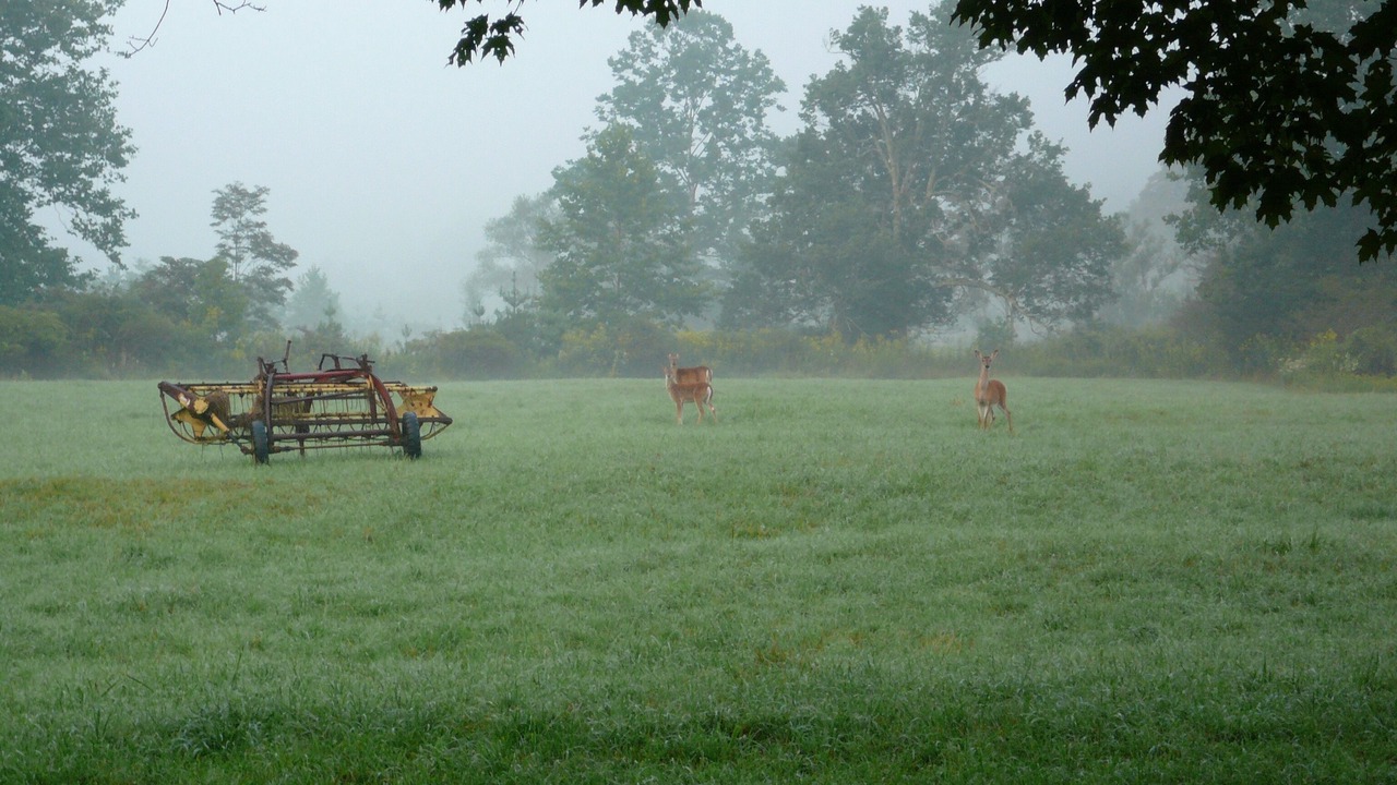 Photo of Others in Blue Grass